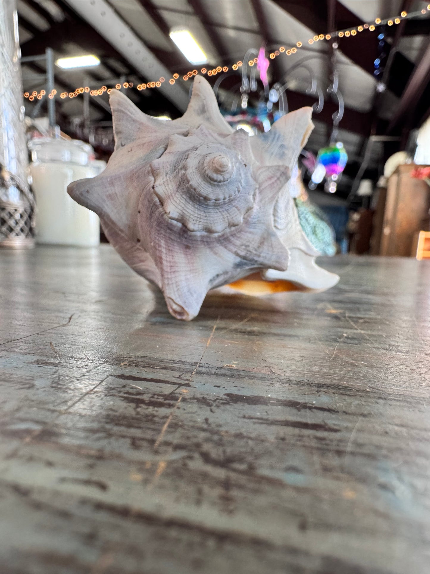 Knobbed Welk Shells