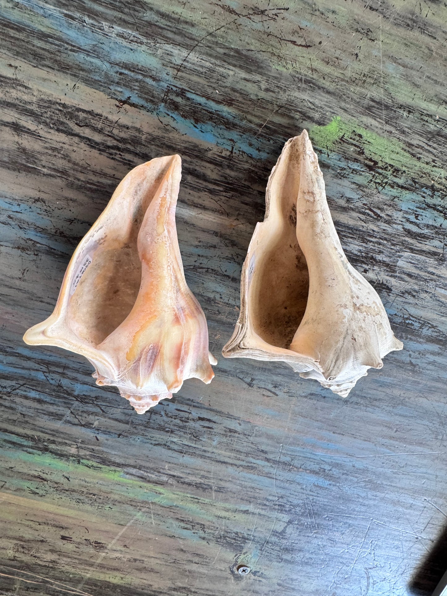 Sea Shell