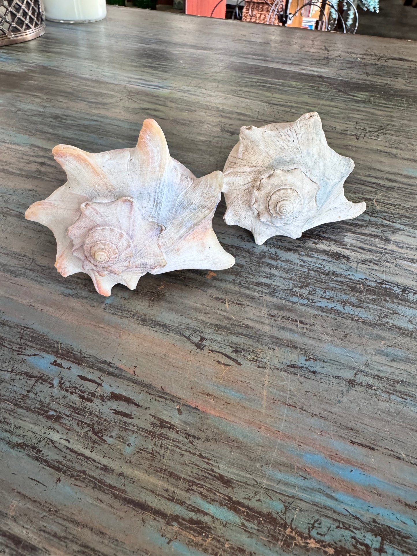 Sea Shell