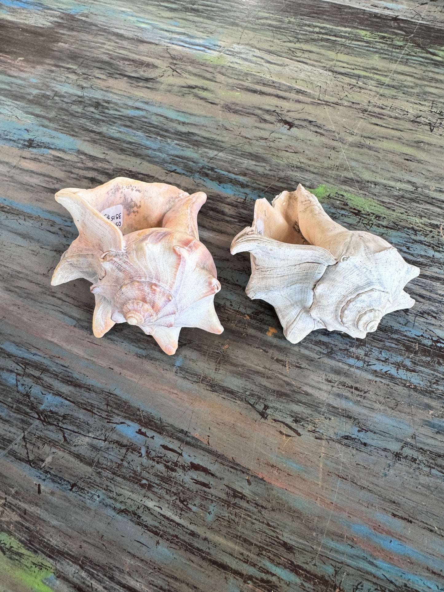 Sea Shell