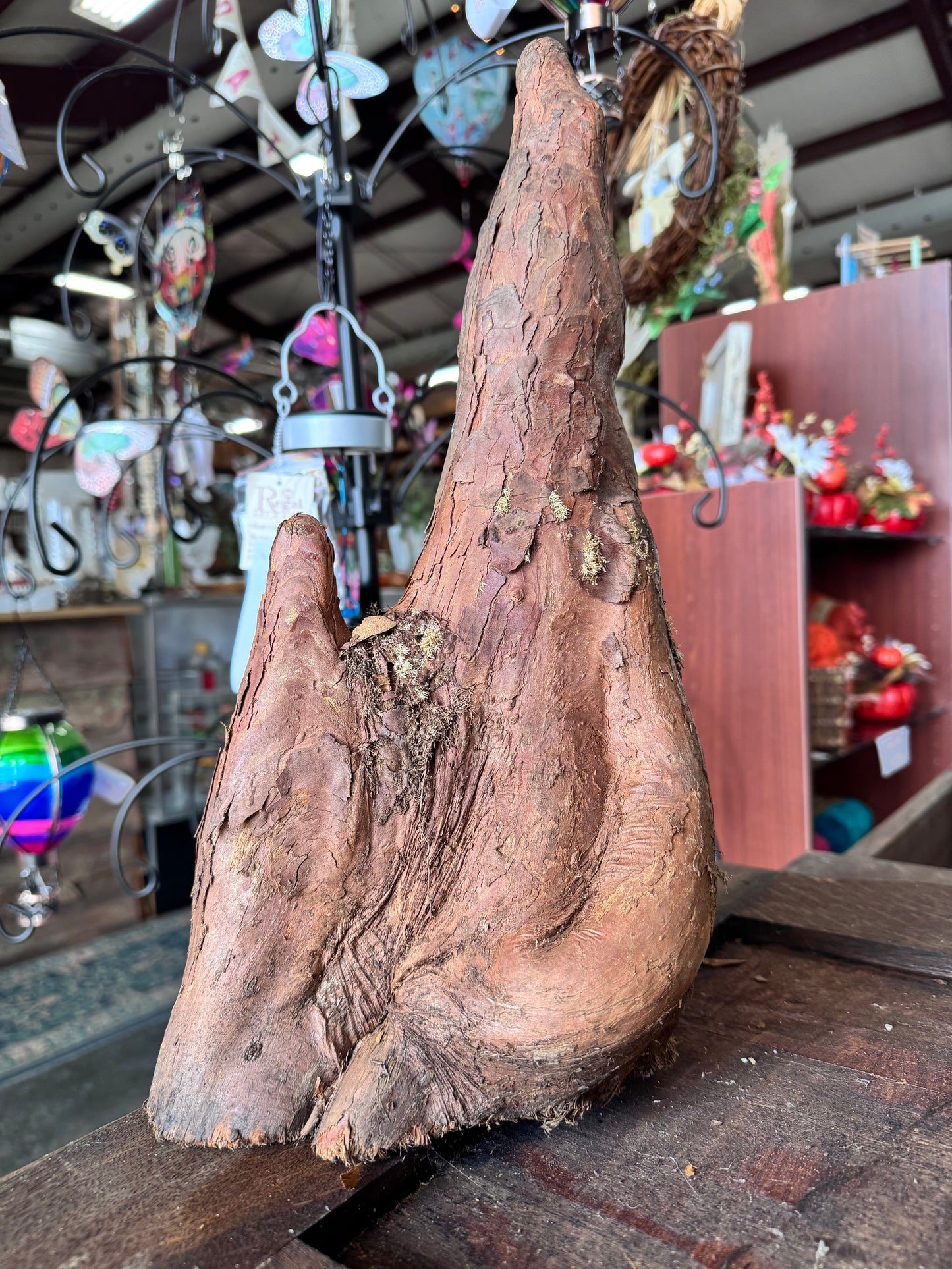 Cypress Knees