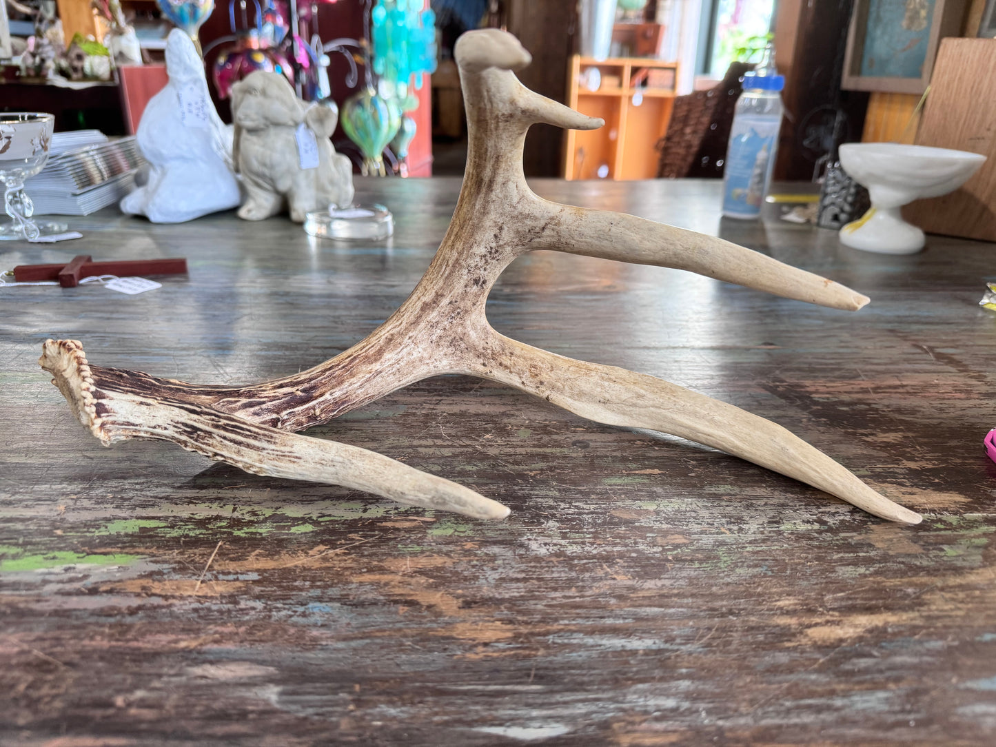 Naturally Shed Deer Antler - 5 point/1 side -