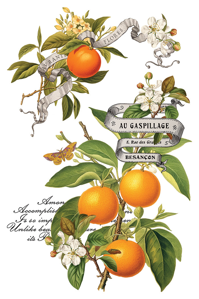 Clementine 2025 Holiday Collection Transfer set