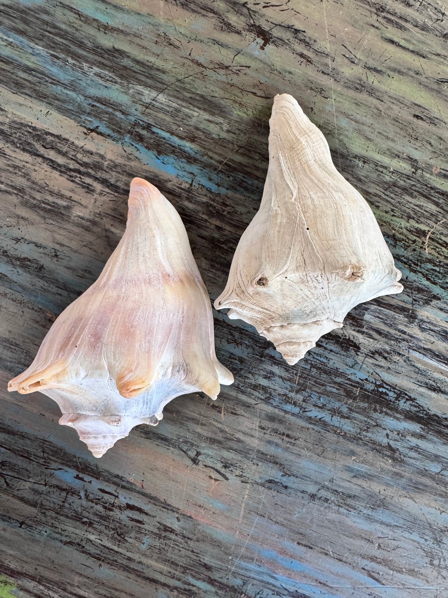 Sea Shell