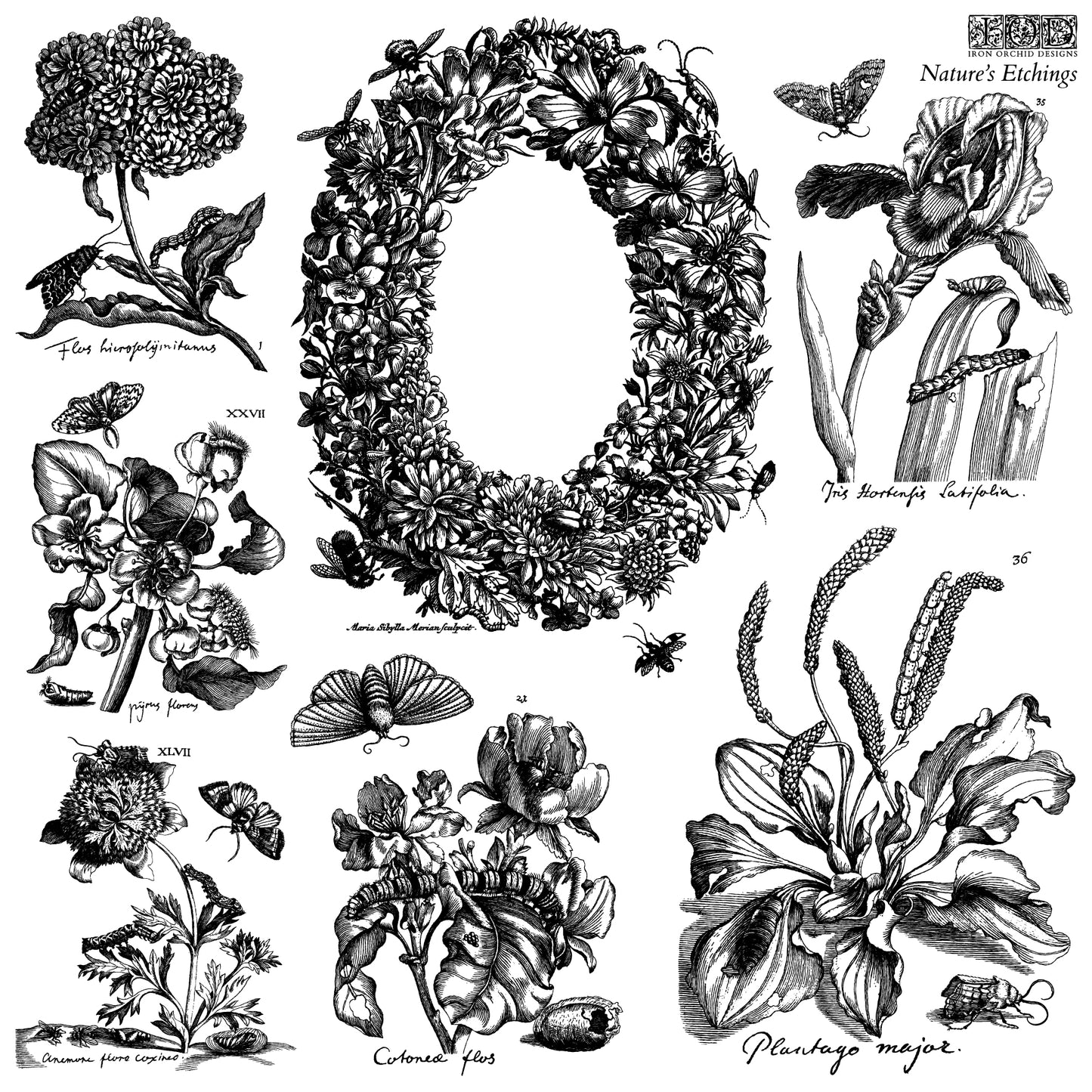 Nature's Etchings Iron Orchid Designs Stamp Set