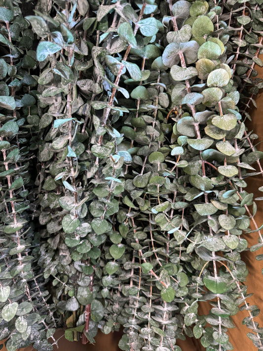 Eucalyptus Bundles