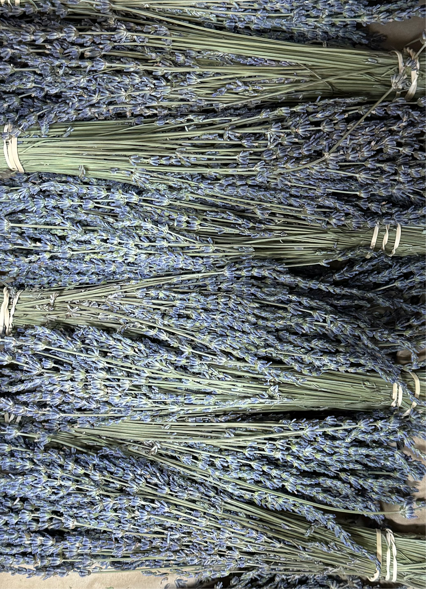 Dried Lavender Bundles