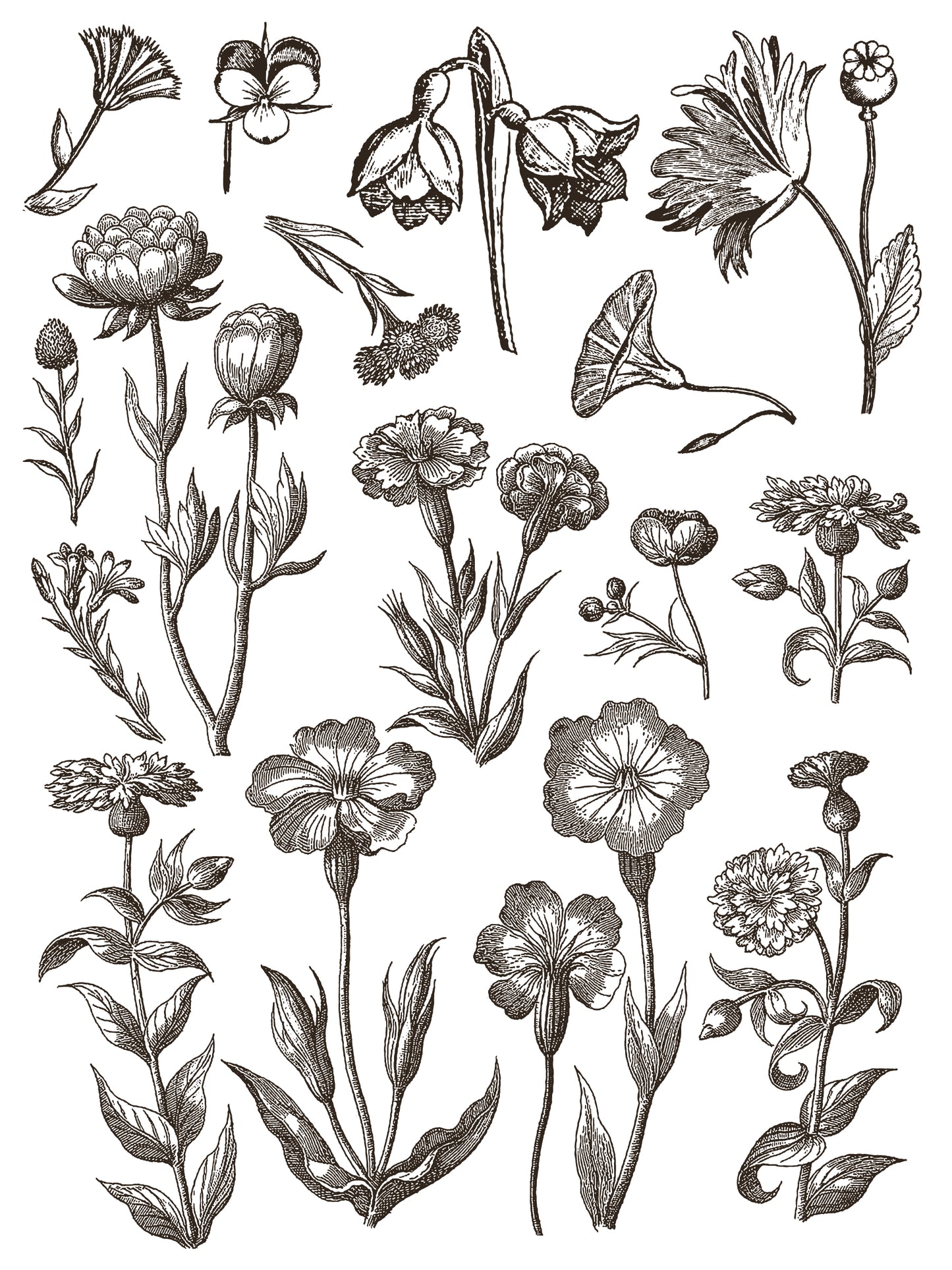 Floriography Iron Orchid Designs Paint Inlay