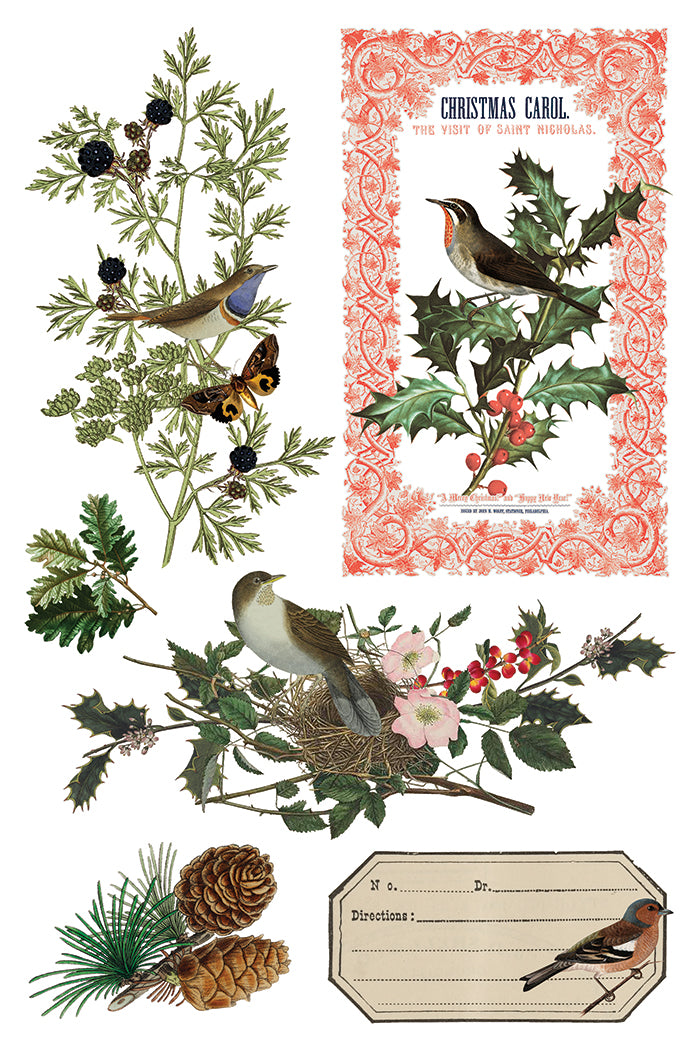 Winter Botanist 2025 Holiday Collection Transfer set