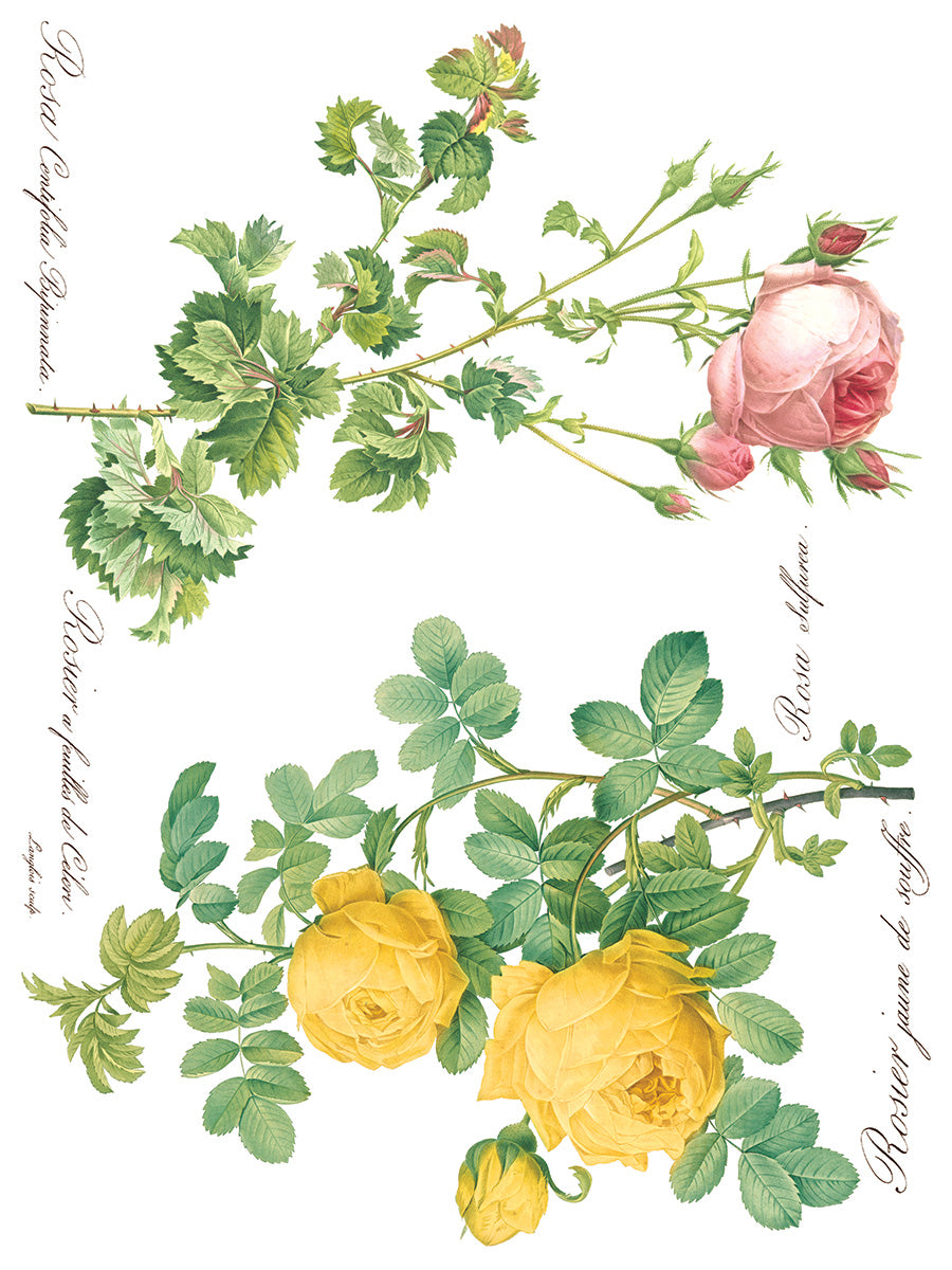 Rose Botanical Iron Orchid Designs Transfer set