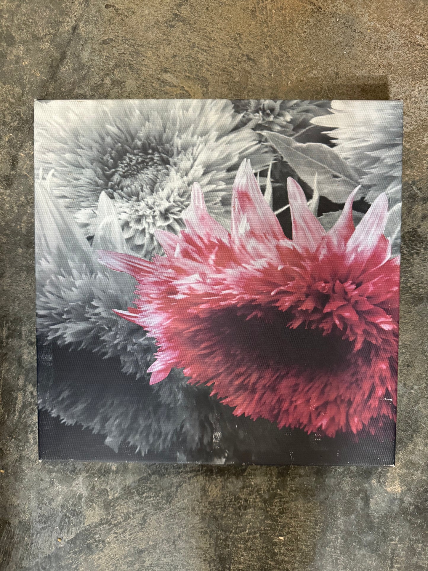 Pink Black & White Floral Canvas