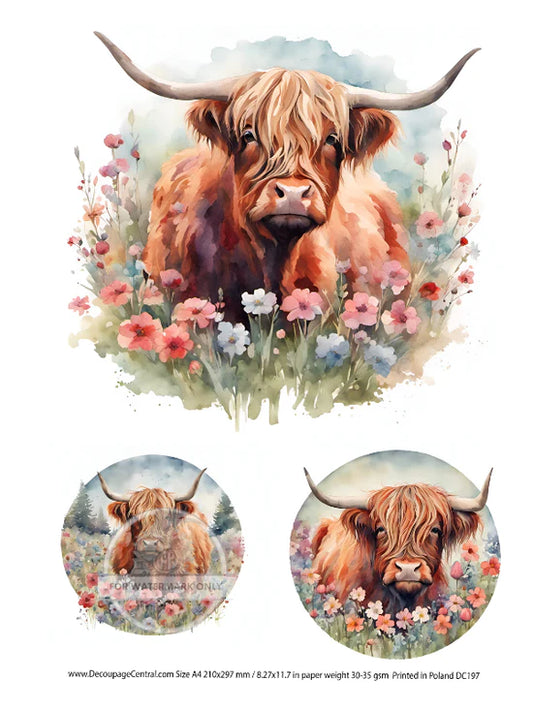 DC197 A4 Highland Cows Circles Decoupage Central Rice Paper Designs