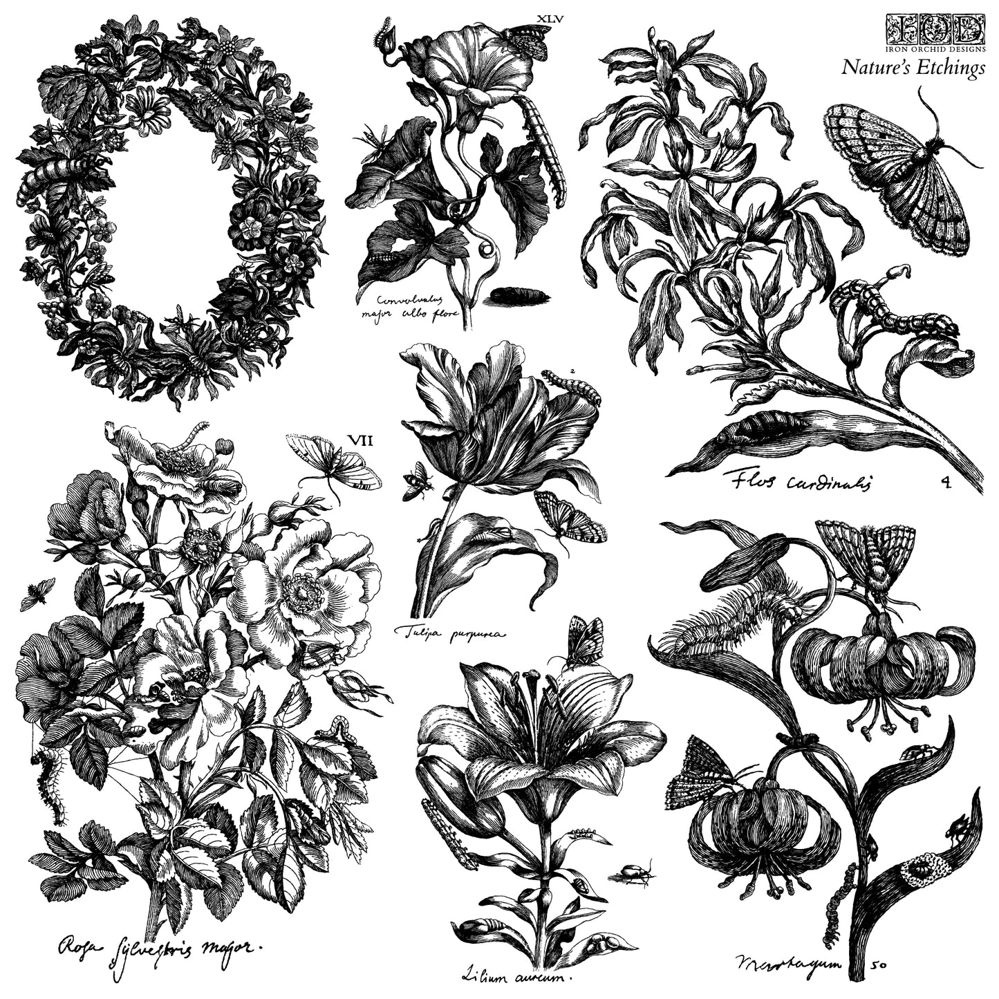 Nature's Etchings Iron Orchid Designs Stamp Set