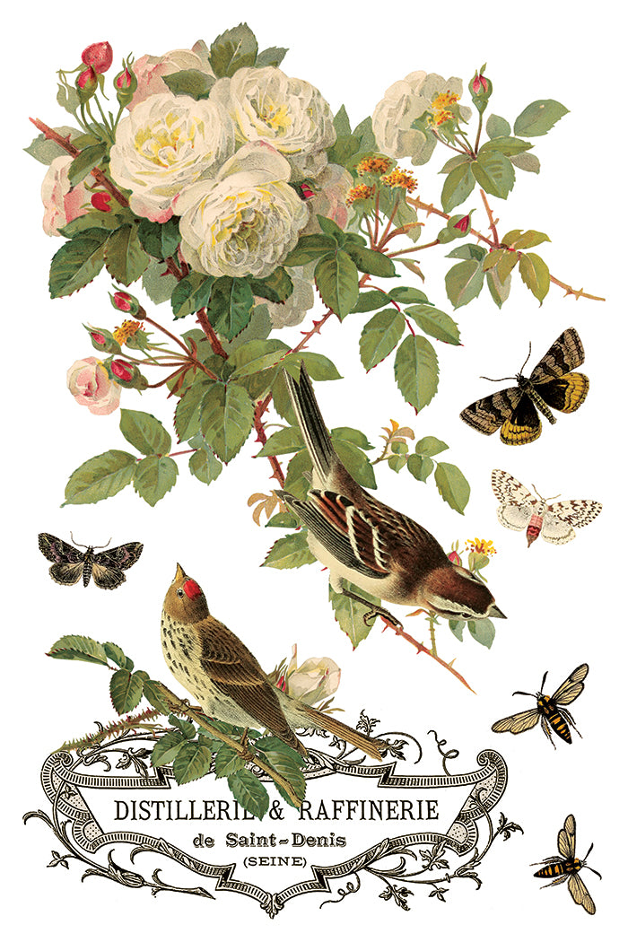 By Any Other Name Transfer Iron Orchid Designs 2026 Spring Collection
