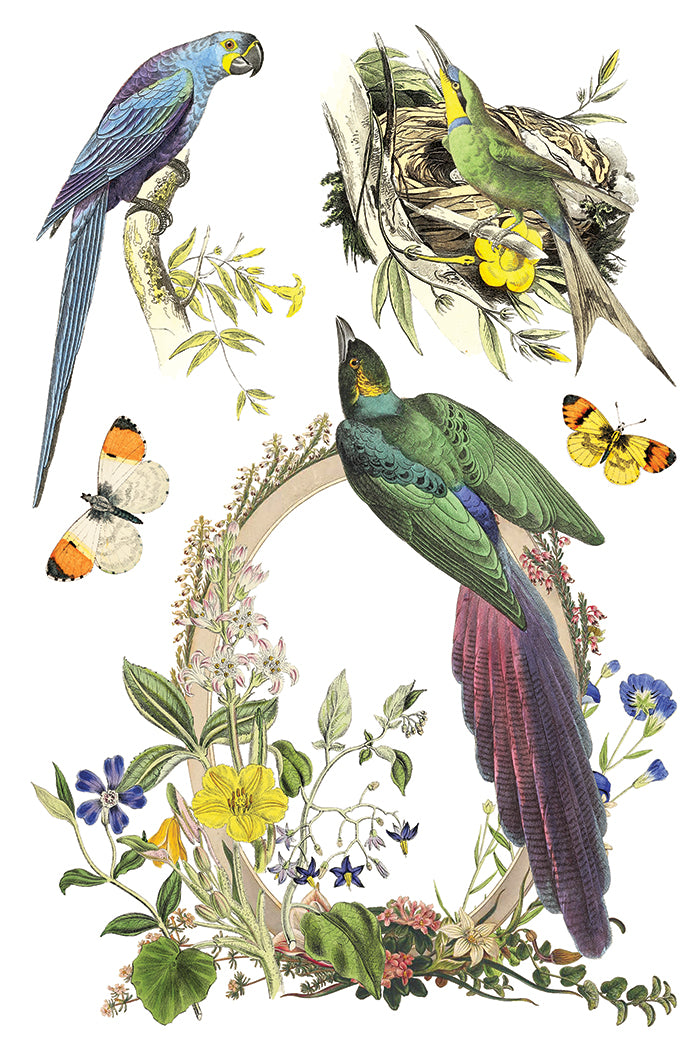 Flora Greca Transfer Iron Orchid Designs 2026 Spring Collection