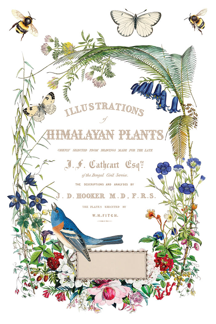 Flora Greca Transfer Iron Orchid Designs 2026 Spring Collection