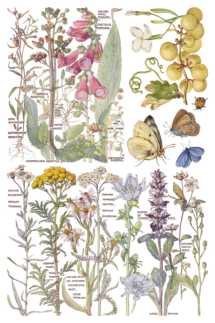 Primrose Isle Iron Orchid Designs Transfer Set