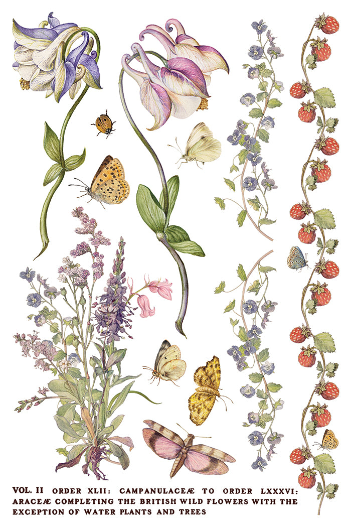 Primrose Isle Iron Orchid Designs Transfer Set