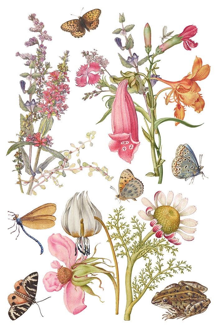 Primrose Isle Iron Orchid Designs Transfer Set