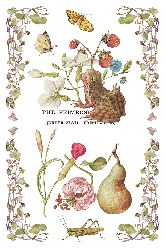 Primrose Isle Iron Orchid Designs Transfer Set