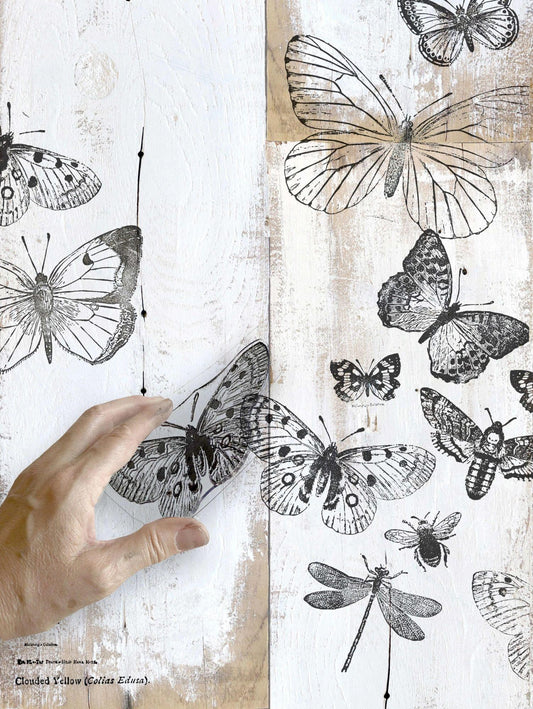 Butterflies Iron Orchid Designs Stamp set