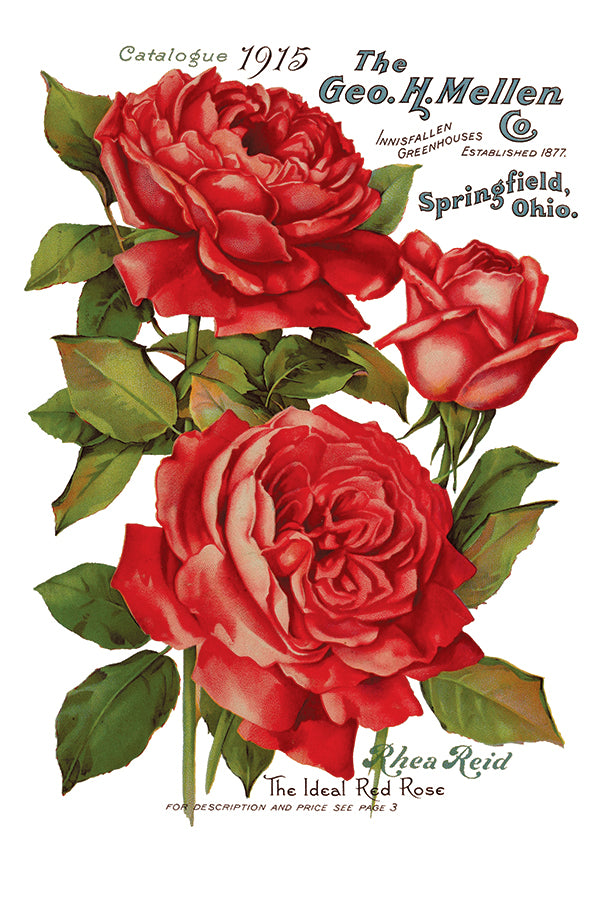 Ephemeral Melange  Iron Orchid Designs Transfer